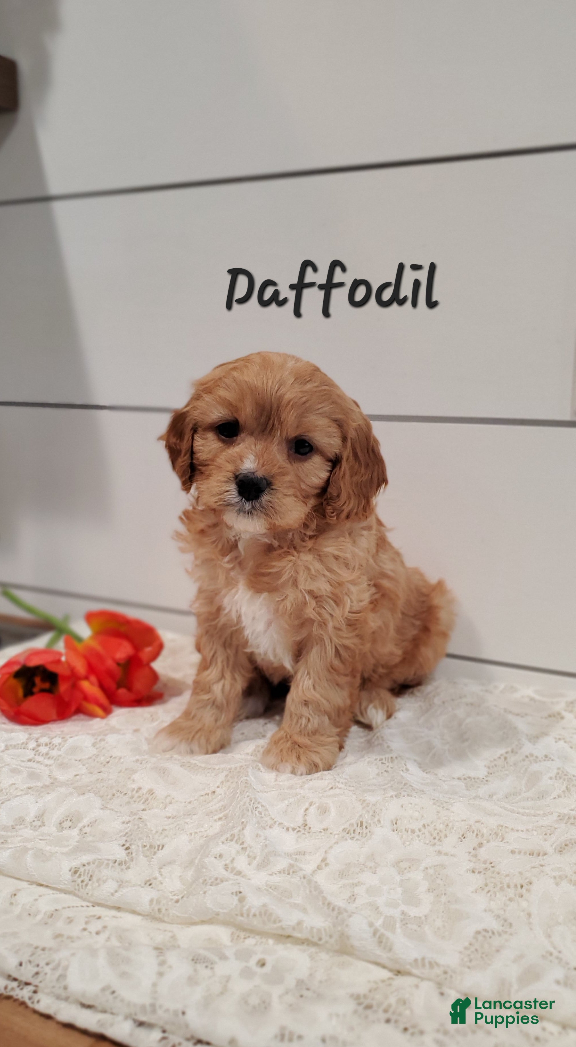 Cavapoo dogs Daffodil  - Ad 29