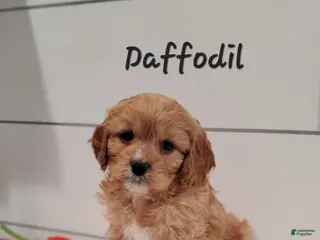 Cavapoo dogs Daffodil - Ad 29