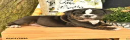 Olde English Bulldogge dogs for sale: Garth - Ad 3