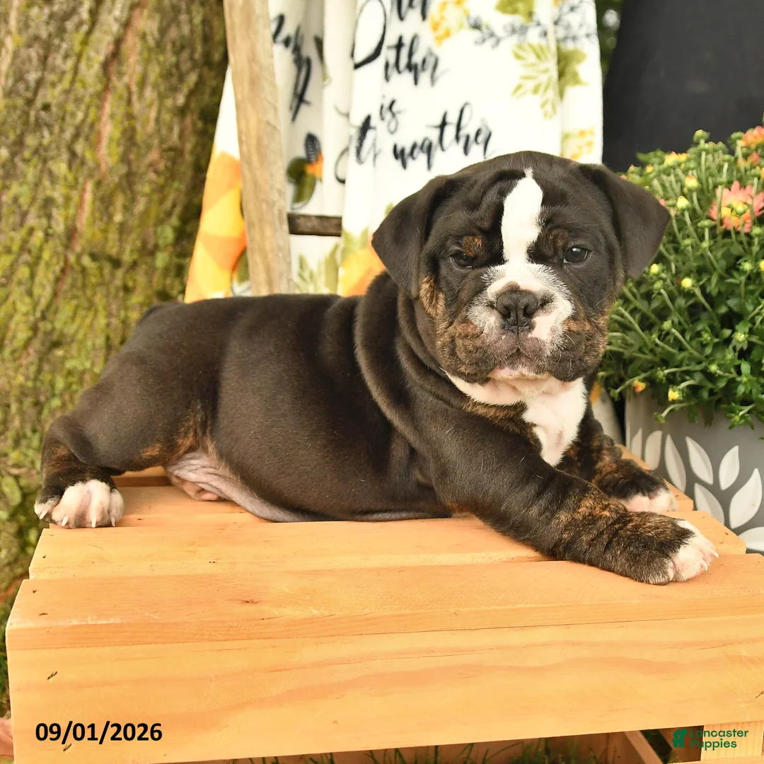 Olde English Bulldogge dogs for sale: Garth - Ad 3