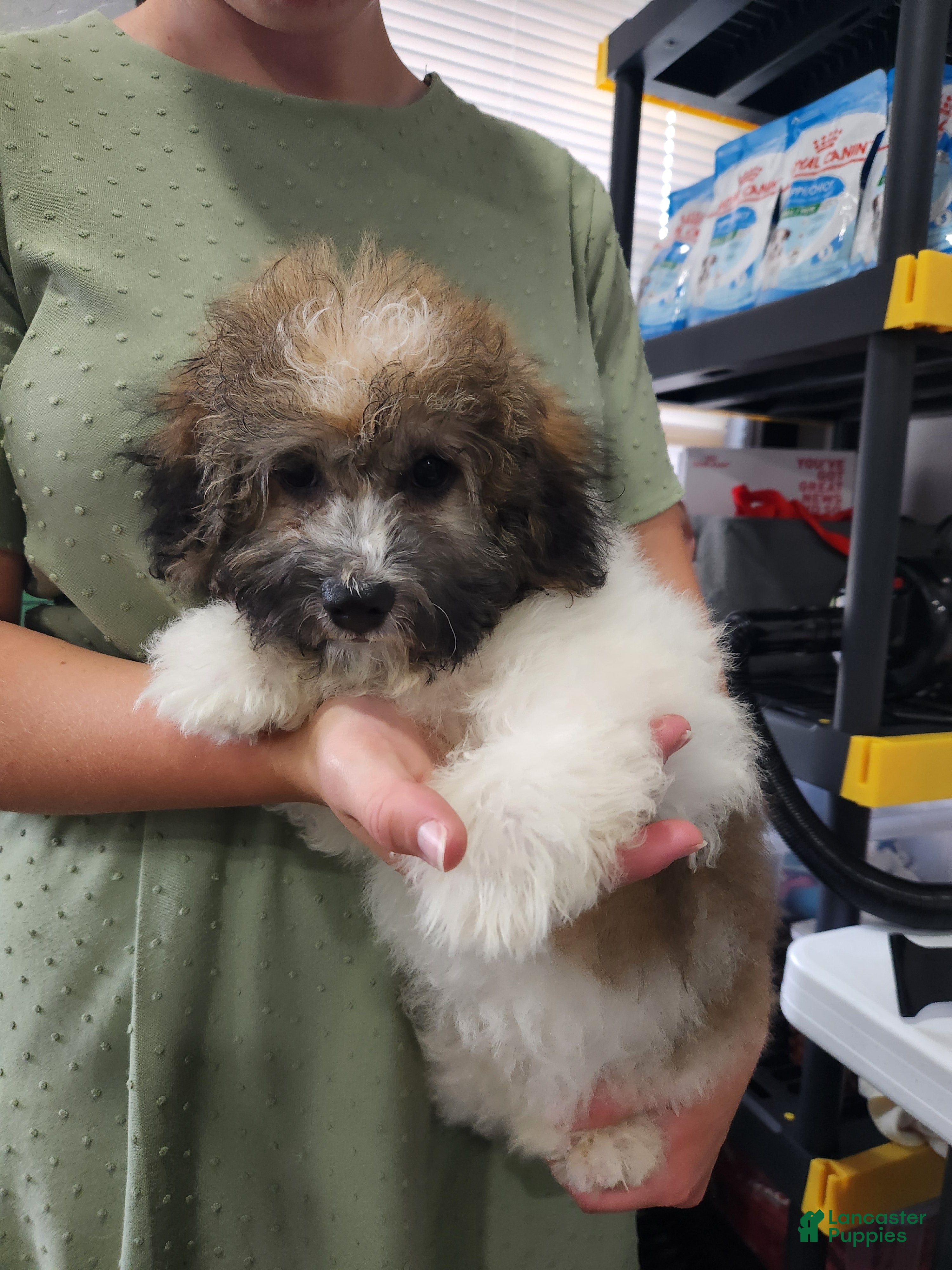 Havanese dogs for sale: DRAKE - Ad 1