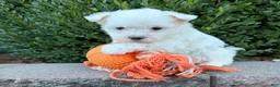 Maltese dogs for sale: Enzo - Ad 2