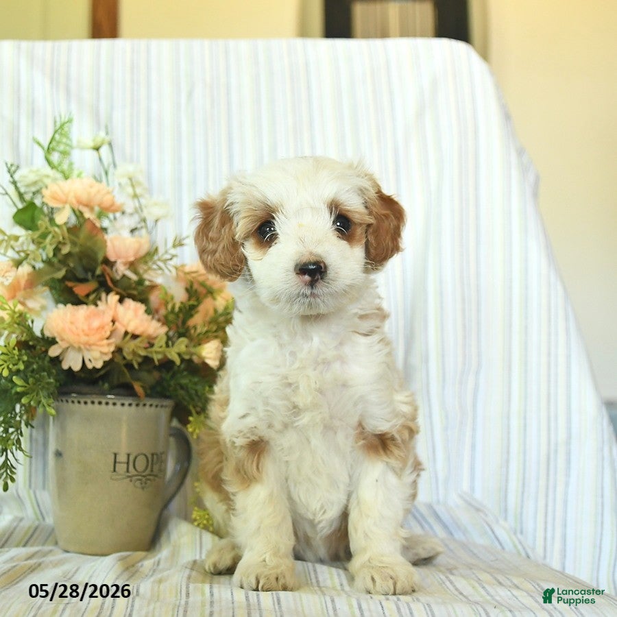 Mini Goldendoodle dogs Iris  - Ad 2
