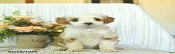 Mini Goldendoodle dogs for sale: Iris  - Ad 2