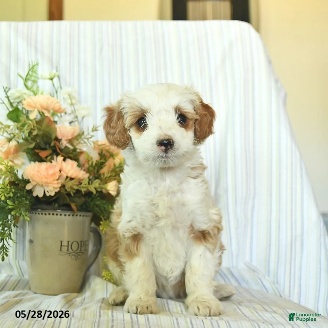 Mini Goldendoodle dogs for sale: Iris  - Ad 2