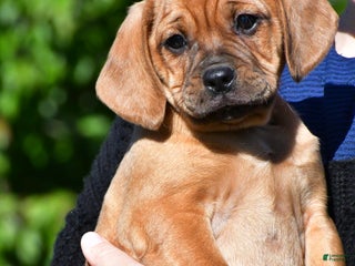 Mixed Breed dogs - Ad 9