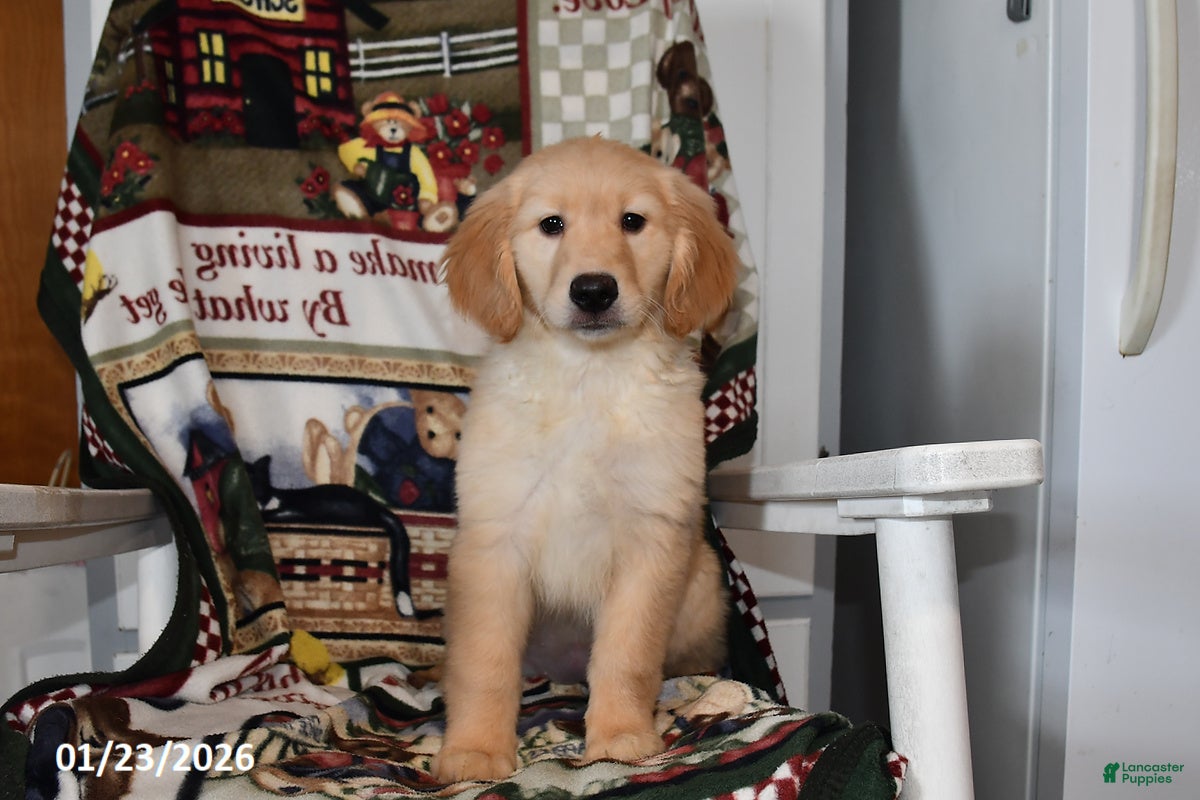 Mixed Breed dogs Izzy - Ad 4