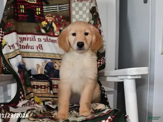 Mixed Breed dogs Izzy - Ad 5