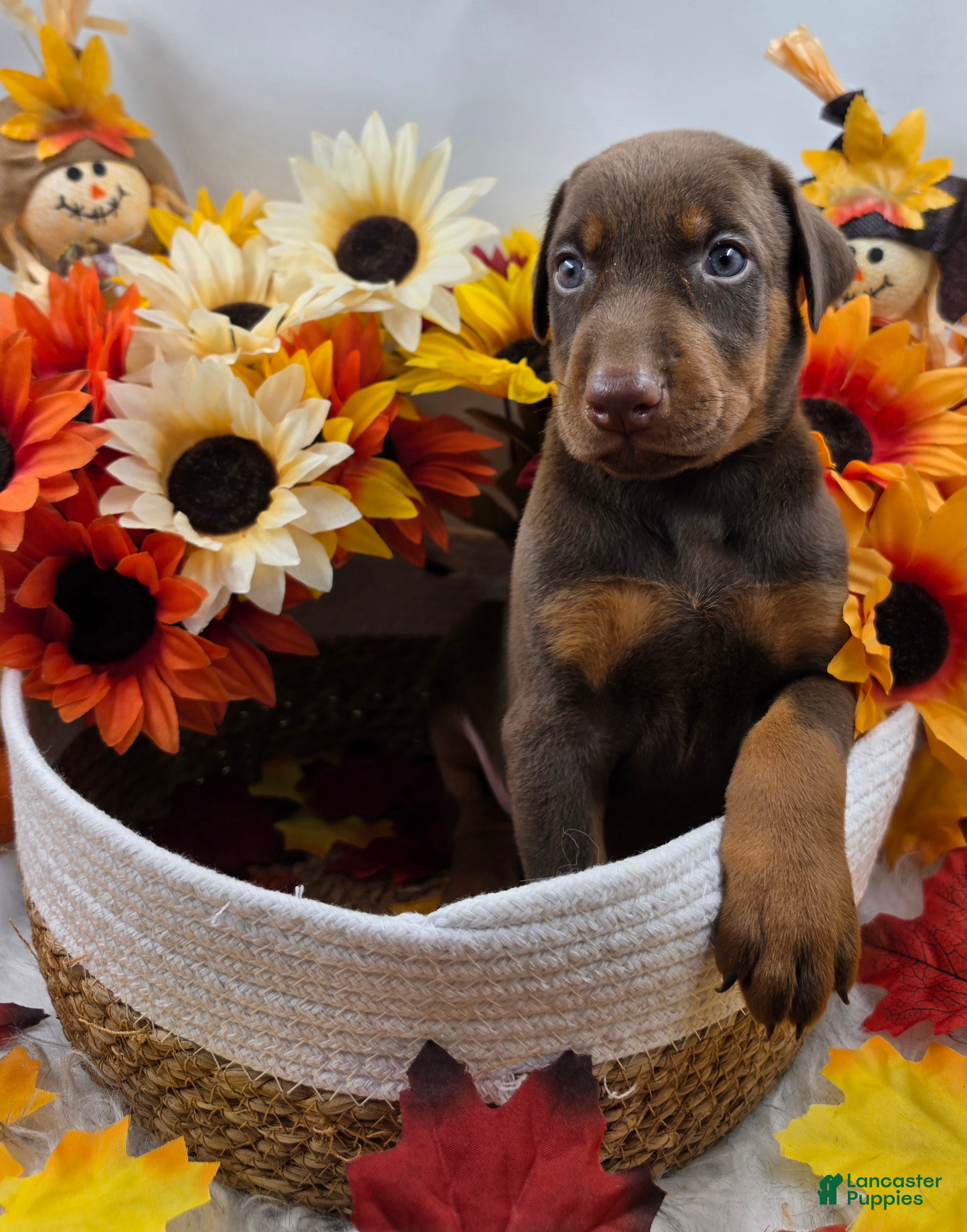 Doberman Pinscher dogs Ferrari - Ad 1
