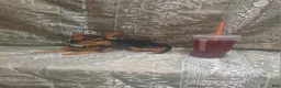 Chihuahua dogs for sale: KiKi ♡ - Ad 3