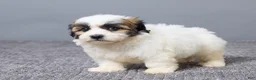 Teddy Bear dogs for sale: Laina - Ad 5
