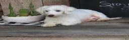 Maltese dogs for sale: Ginger - Ad 7