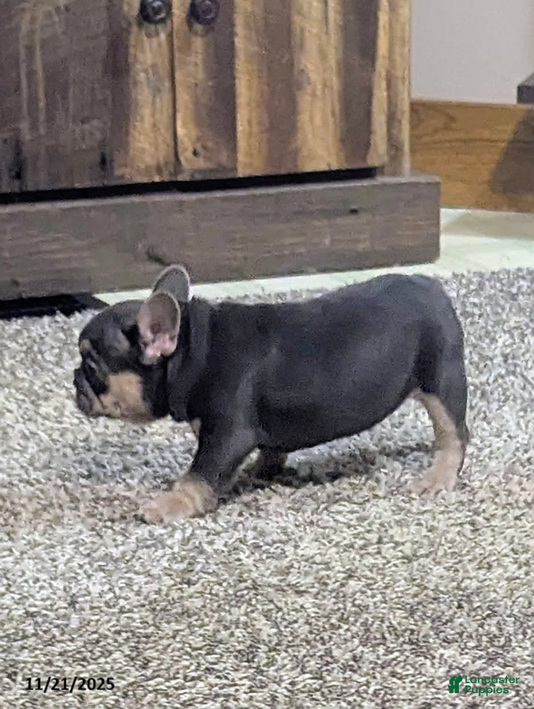 French Bulldog dogs for sale: Amber - Ad 2