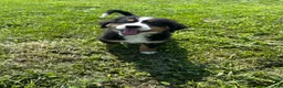 Bernese Mountain Dog dogs for sale: Paisley - Ad 27