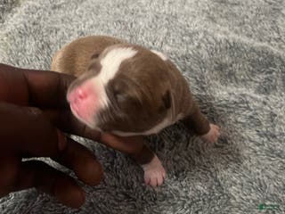 American Bully dogs American Bully Puppy 2 - Ad 7