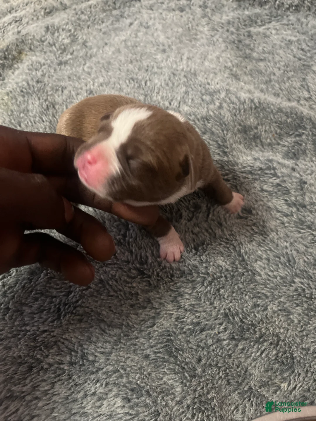 American Bully dogs for sale: American Bully Puppy 2 - Ad 2