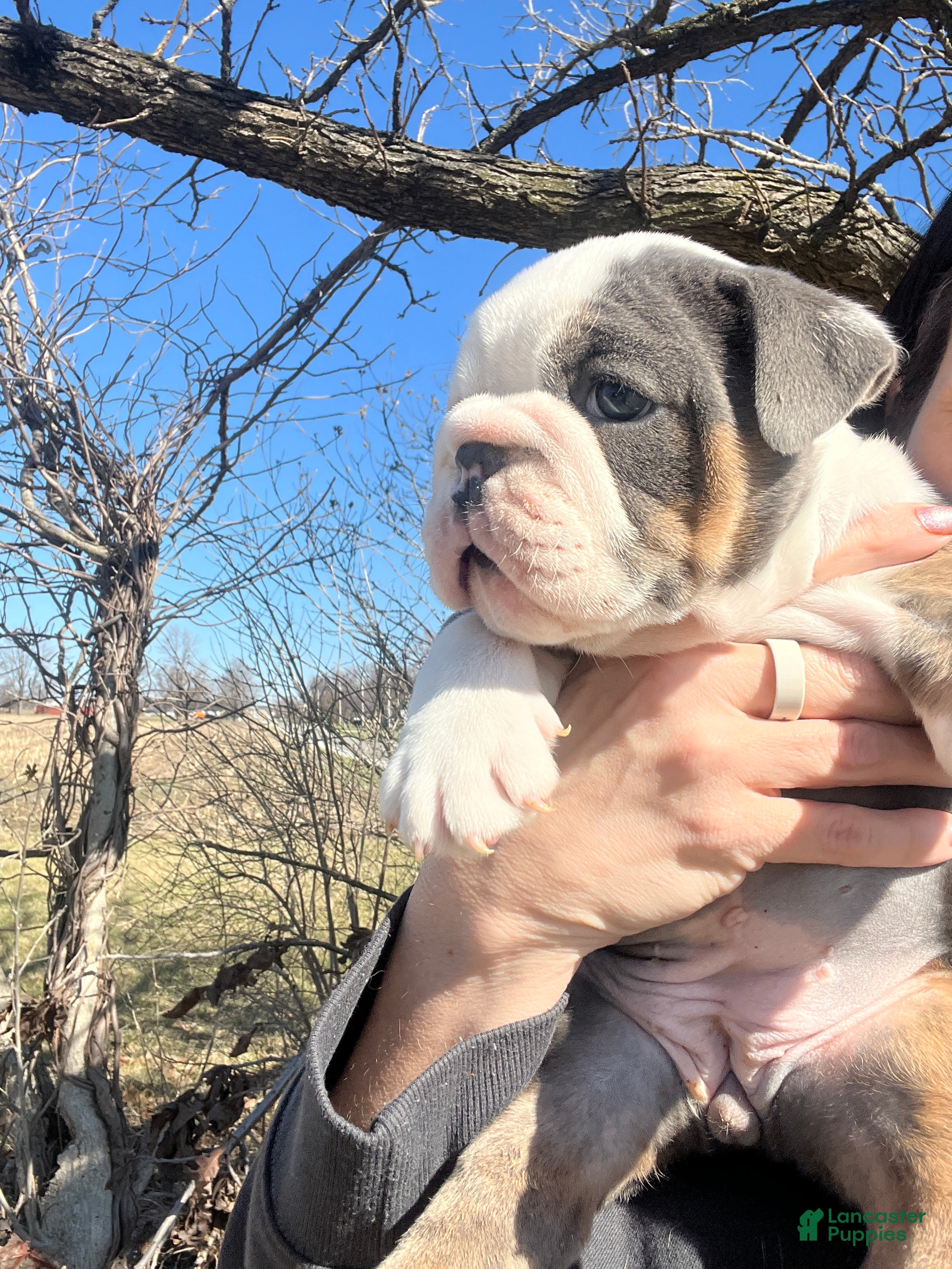 English Bulldog dogs English Bulldog Puppy 1 - Ad 40
