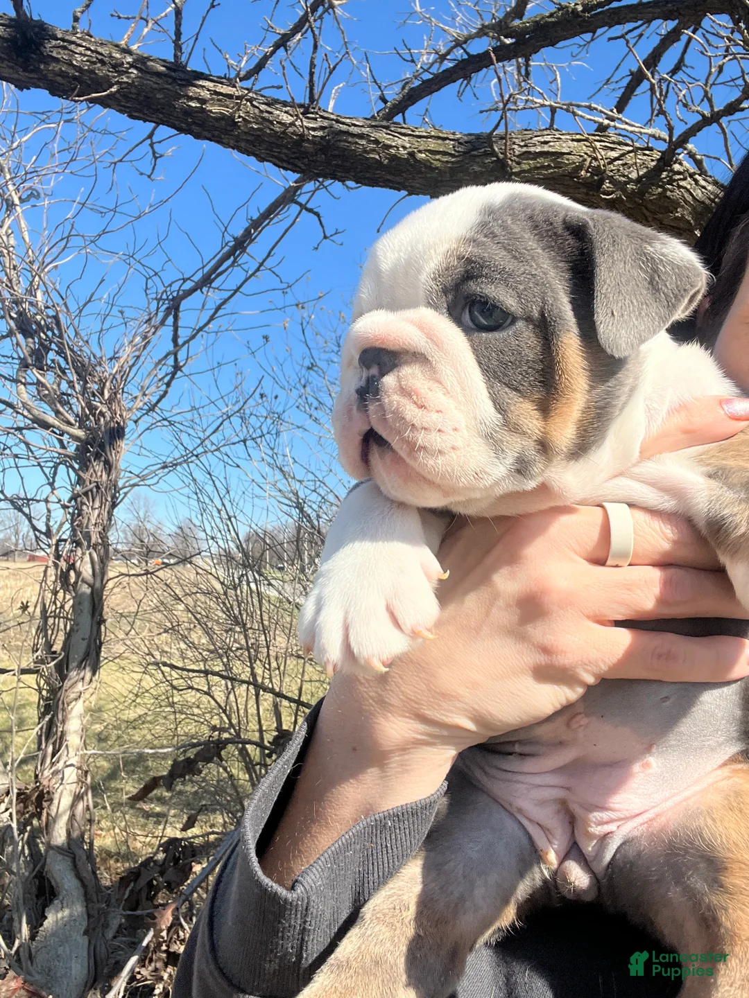 English Bulldog dogs for sale: English Bulldog Puppy 1 - Ad 1