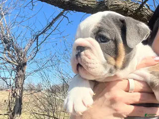 English Bulldog dogs English Bulldog Puppy 1 - Ad 14