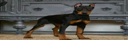Doberman Pinscher dogs for sale: Rushka AKC European Doberman Pinscher HUGE - Ad 3