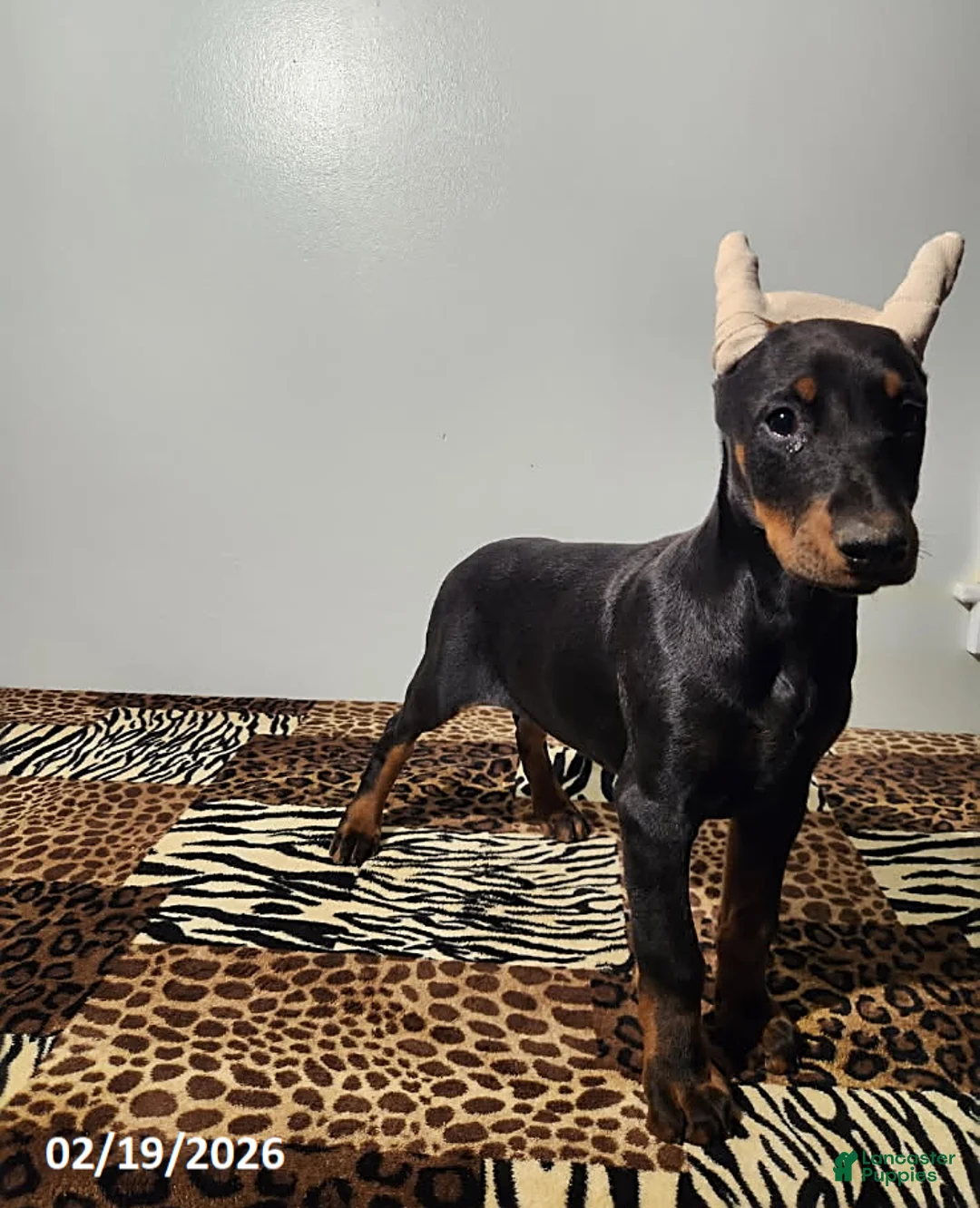 Doberman Pinscher dogs for sale: Rita - Ad 5