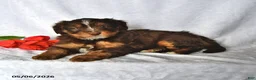 Mixed Breed dogs for sale: Allie - Ad 3