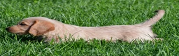 Labradoodle dogs for sale: Diesel - Ad 7