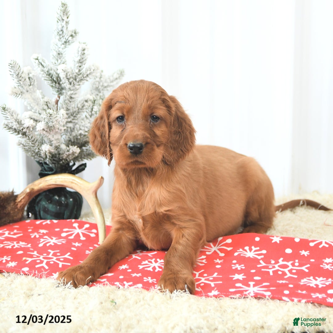 Irish Setter dogs for sale: Bella   - Ad 3