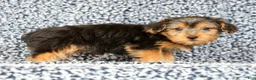 Yorkshire Terrier dogs for sale: Amy - Ad 7