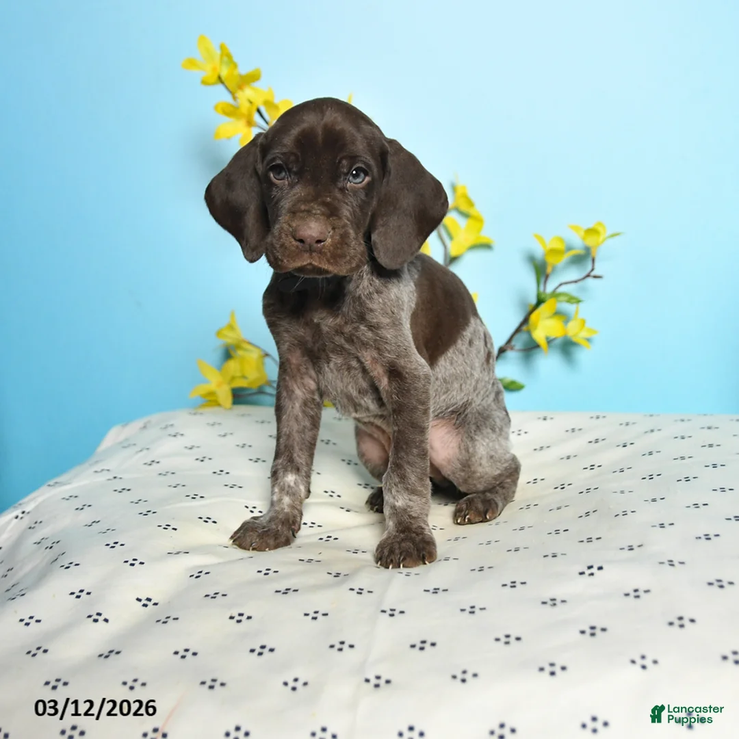 German Shorthaired Pointer dogs for sale: Toby - Ad 1