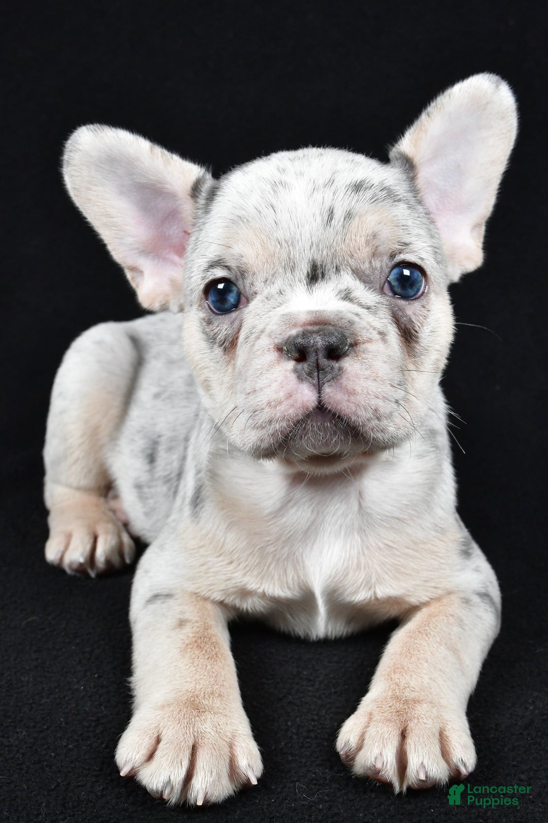 French Bulldog dogs for sale: Frankie - Ad 3