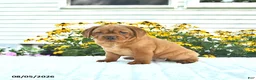 Mini Hippo dogs for sale: Missie - Ad 4