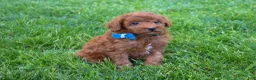 Miniature Poodle dogs for sale: Dakota 💕🐶 - Ad 5