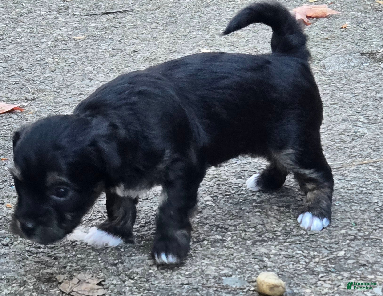 Morkie dogs for sale: Tippys - Ad 1