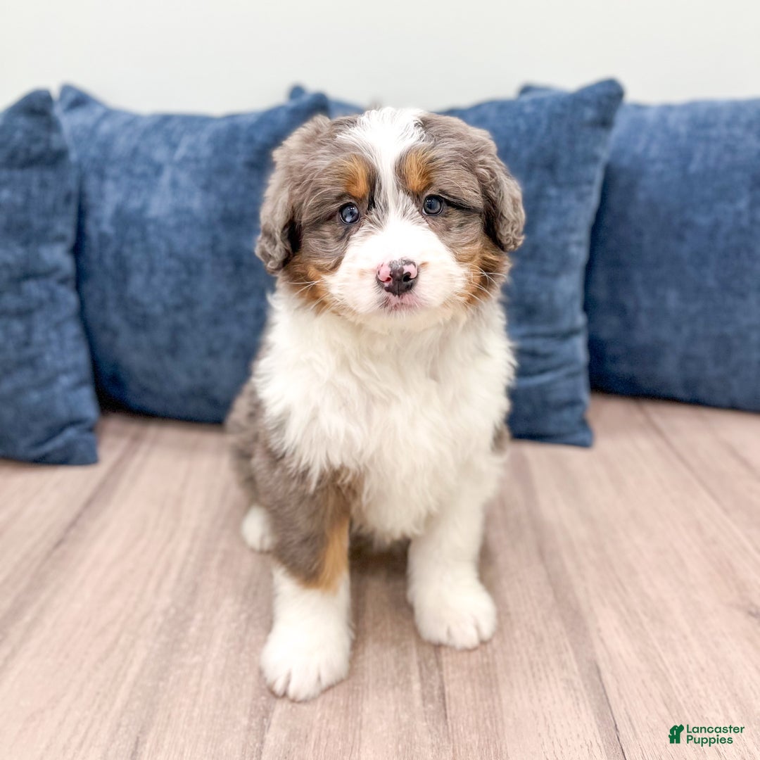 Mini Bernedoodle dogs for sale: Annie - Ad 2