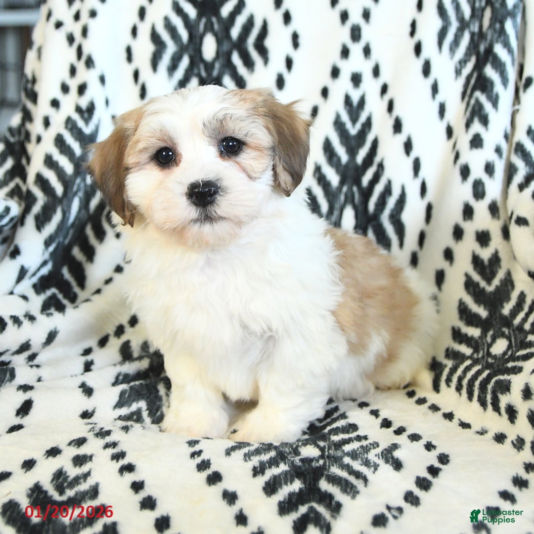 Teddy Bear dogs for sale: Ricky   - Ad 1