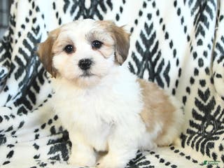 Teddy Bear dogs Ricky - Ad 15