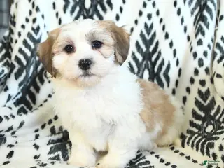 Teddy Bear dogs Ricky - Ad 24