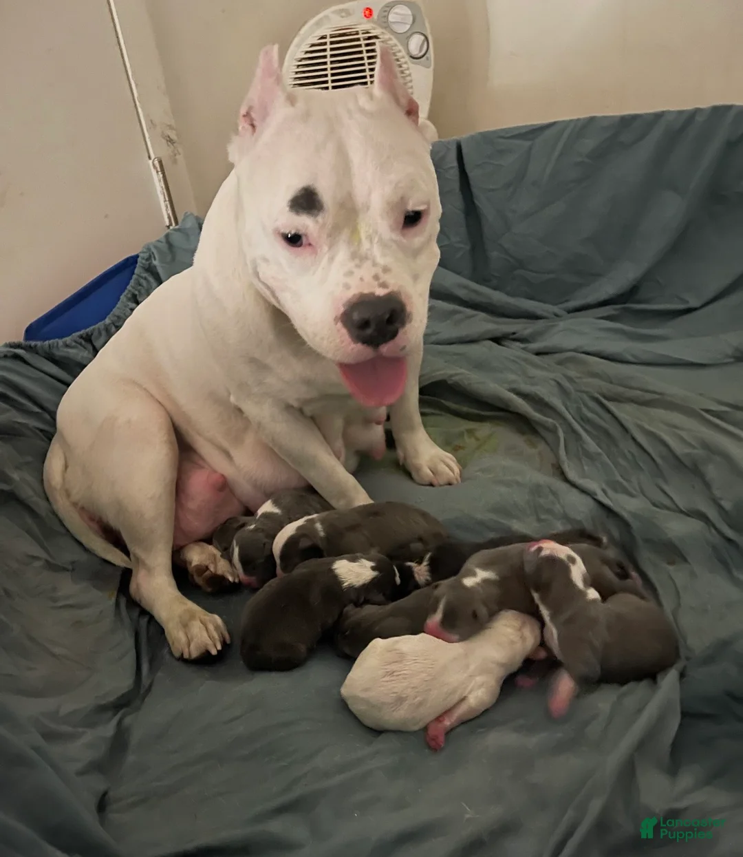 American Bully dogs for sale: Honey - Ad 9
