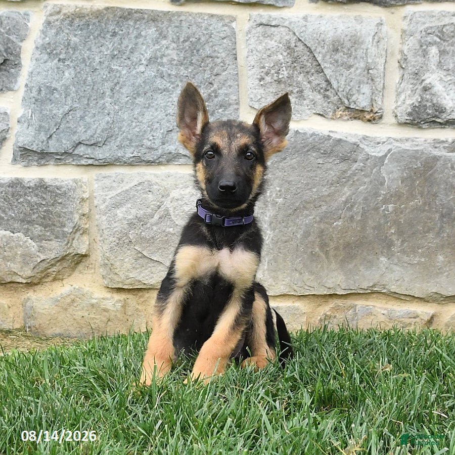 German Shepherd dogs Tanisha - Ad 1