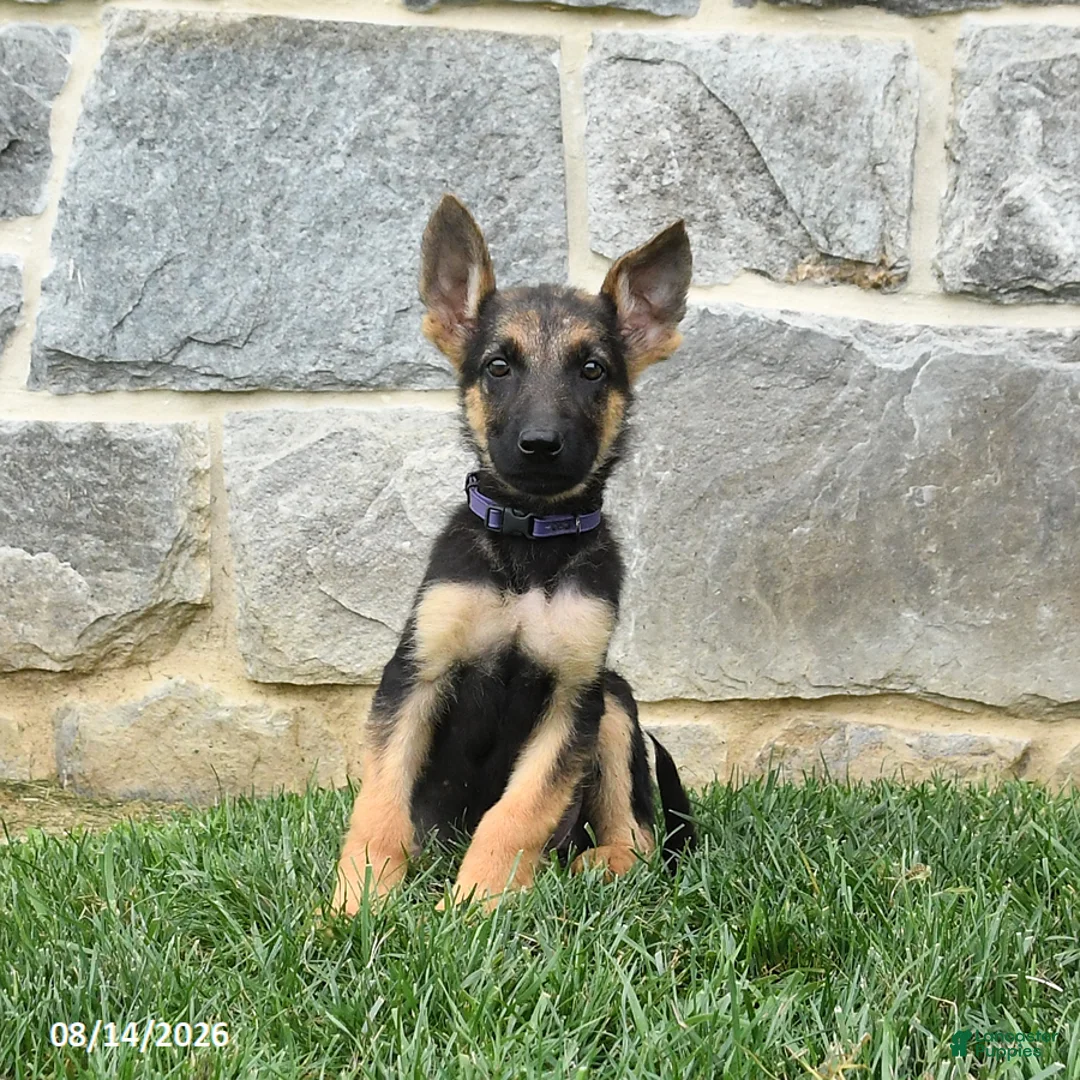 German Shepherd dogs for sale: Tanisha - Ad 1