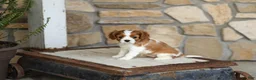 Cavalier King Charles Spaniel dogs for sale: AKC Katie - Ad 3