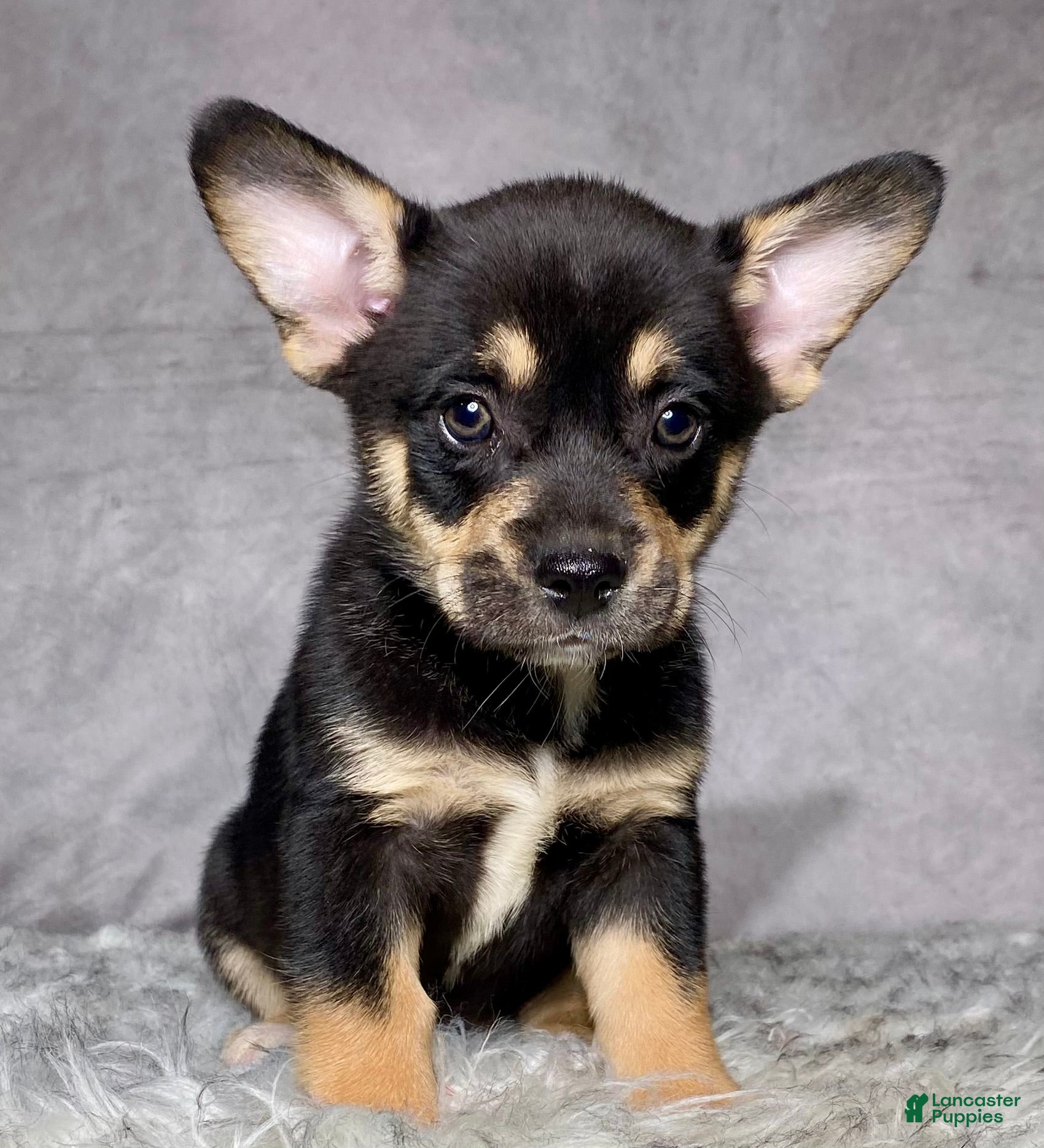 Mixed Breed dogs Mr. Bailey - Ad 2