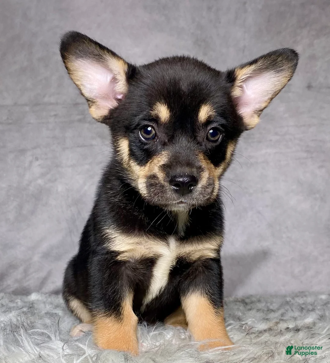 Mixed Breed dogs for sale: Mr. Bailey - Ad 2