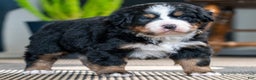 Bernese Mountain Dog dogs for sale: Dani - Ad 2