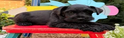 Miniature Schnauzer dogs for sale: Marley - Ad 3