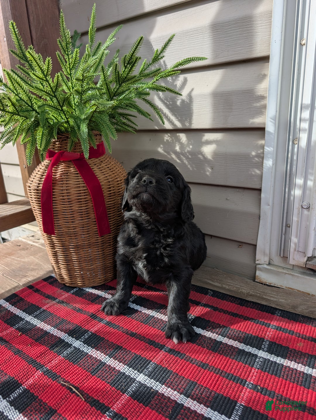 Mixed Breed dogs for sale: Micky  - Ad 7