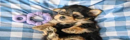 Morkie dogs for sale: Ella - Ad 4