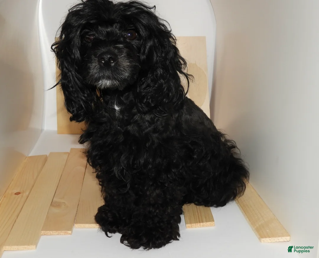 Mixed Breed dogs for sale: Knight Lightening  - Ad 5