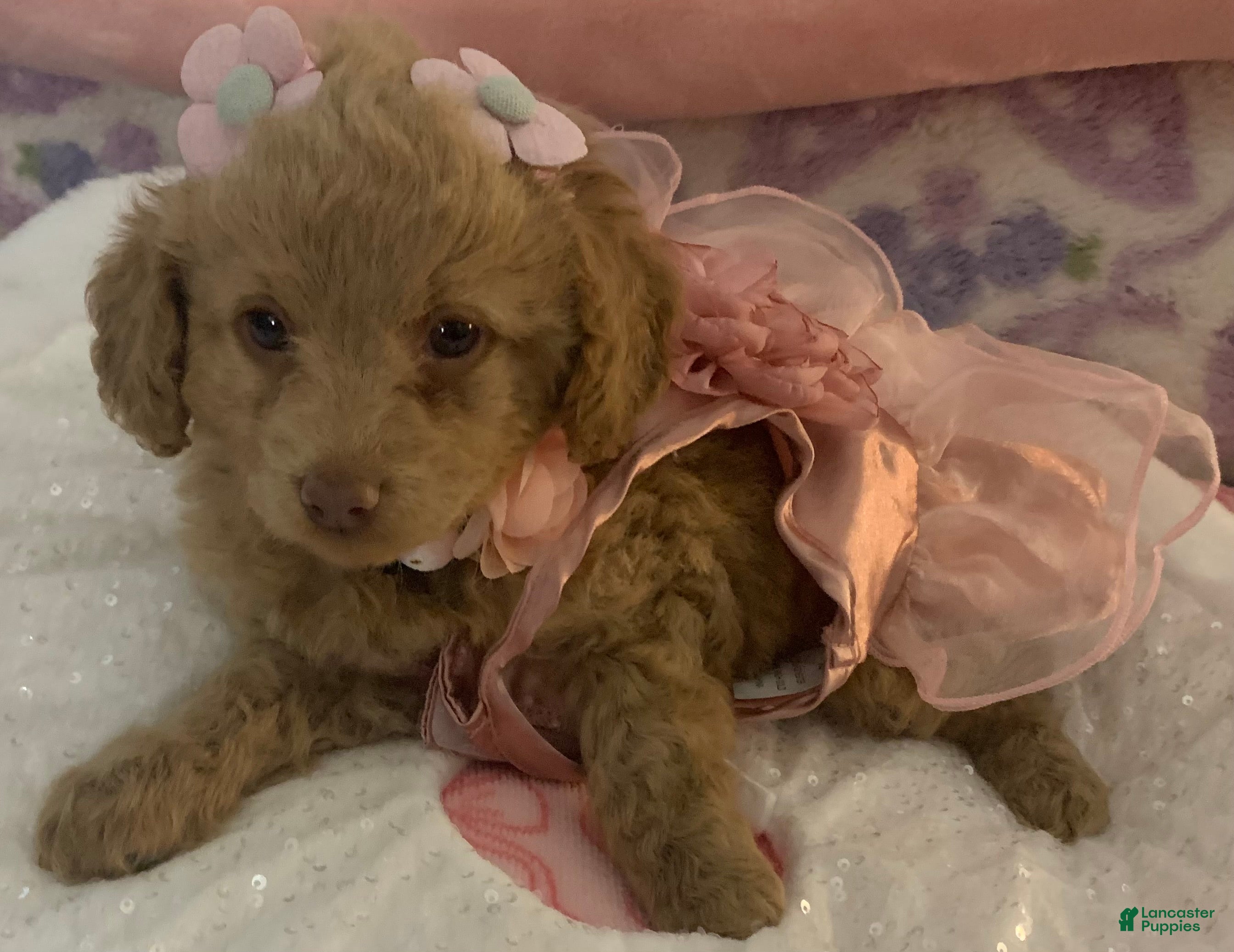Maltipoo dogs Maltipoo Puppy 3 - Ad 8
